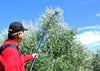 Oliveco Abbacchiatore elettrico