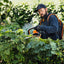 Stihl HSA 94 R in azione, durante il taglio di una siepe
